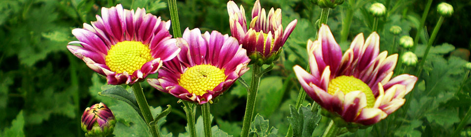 快速任务分发的短信压力测试平台